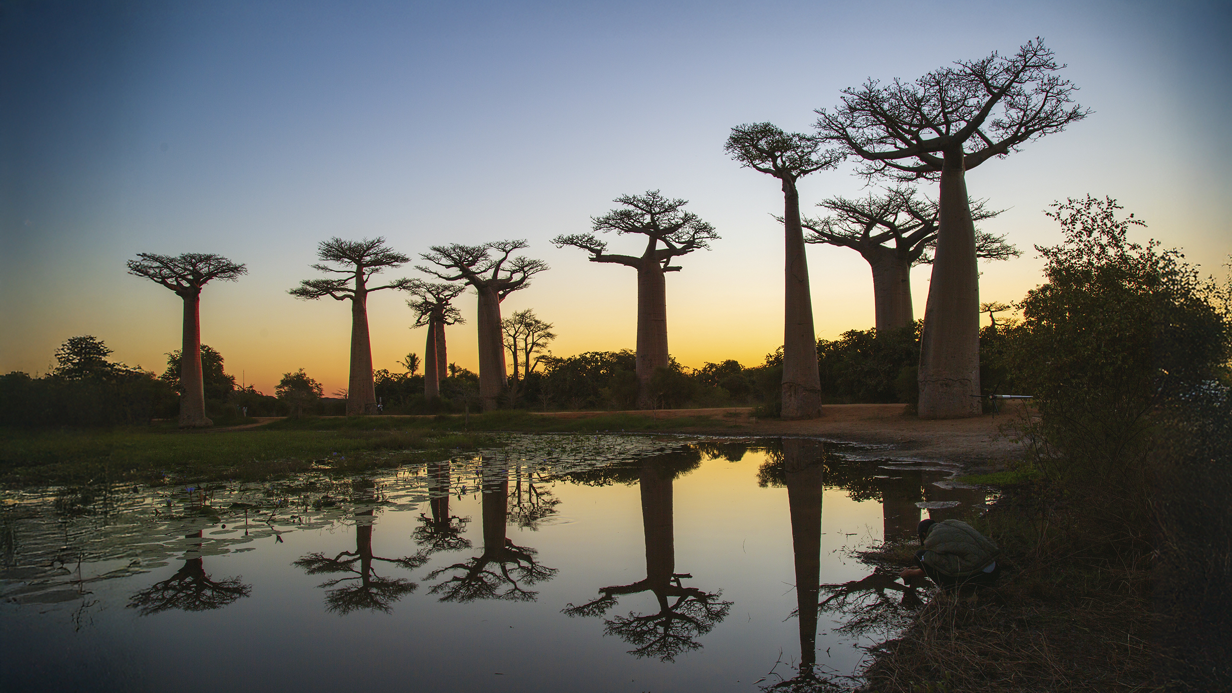 Baobab-Allee bei Sonnenuntergang.