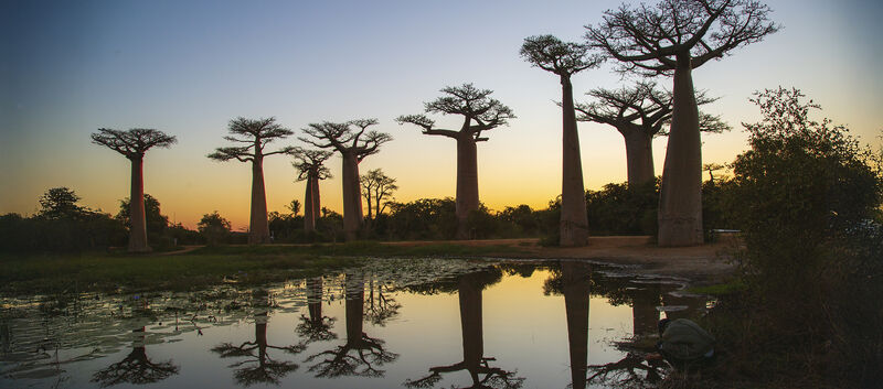 Baobab-Allee bei Sonnenuntergang.