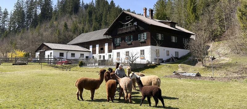 Der Auszeithof Enk im Hintergrund, davor steht die Alpaka-Herde.