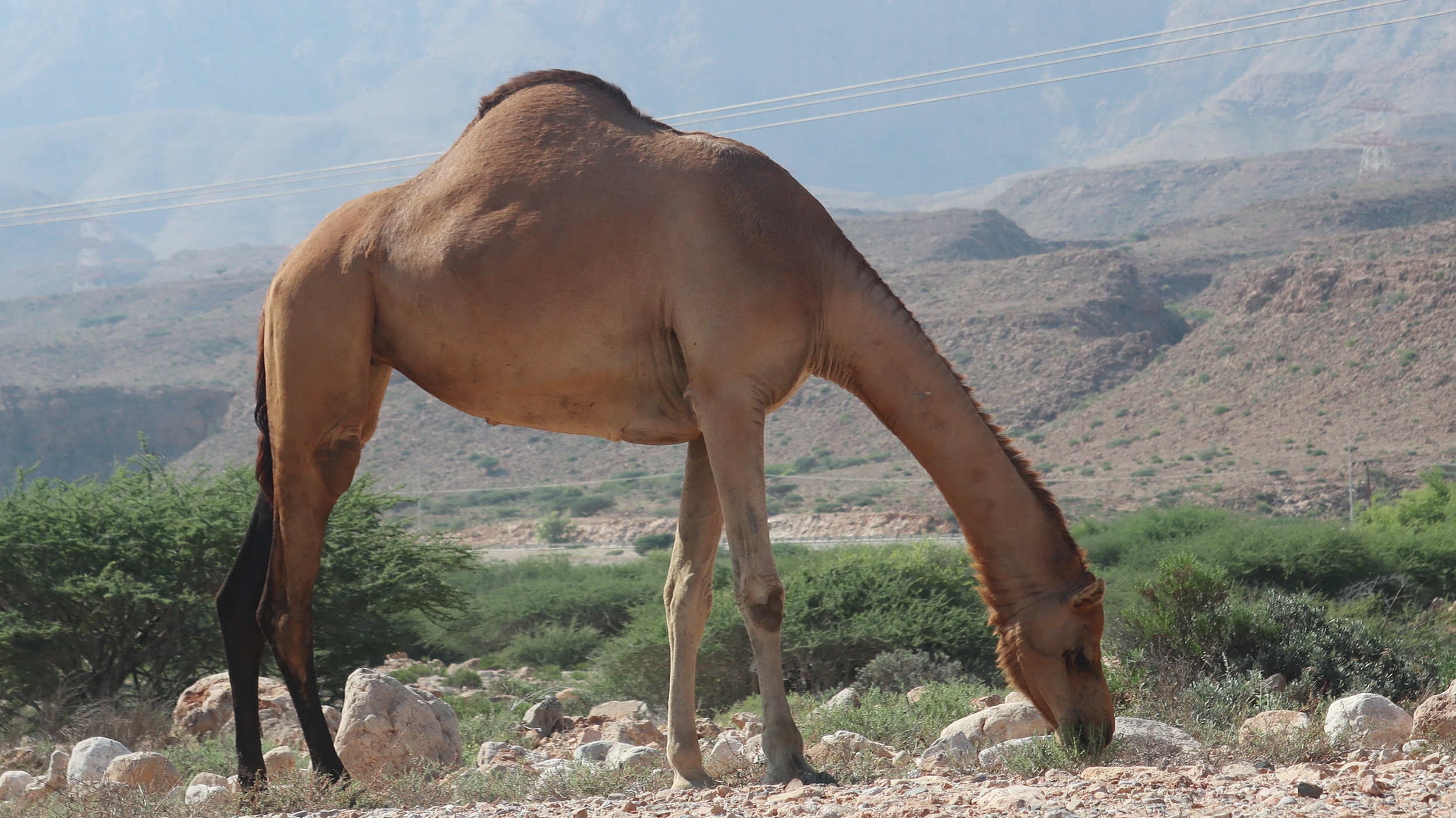 Kamel frisst im Oman.