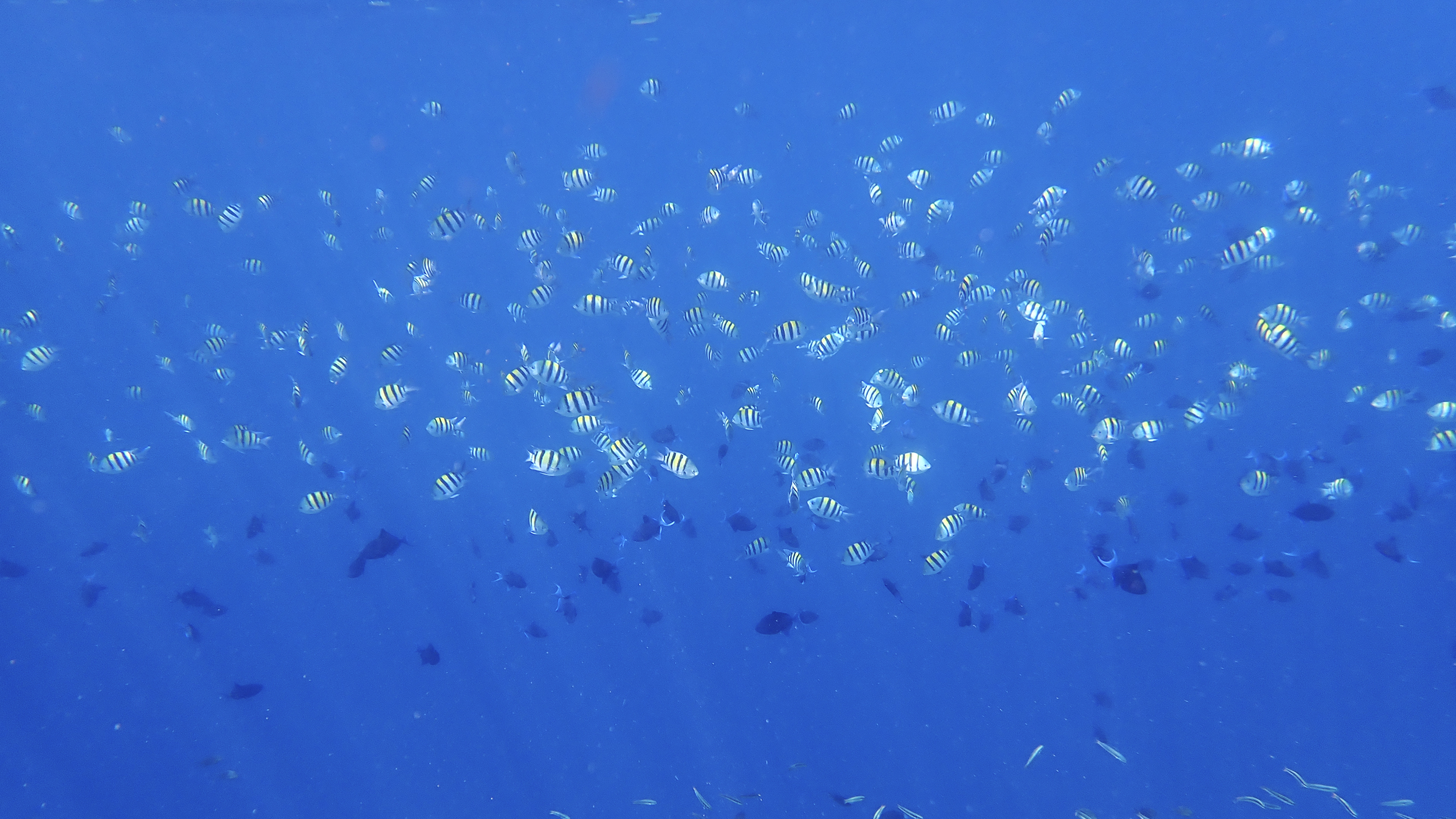 Malediven Fische Unterwasser Riff