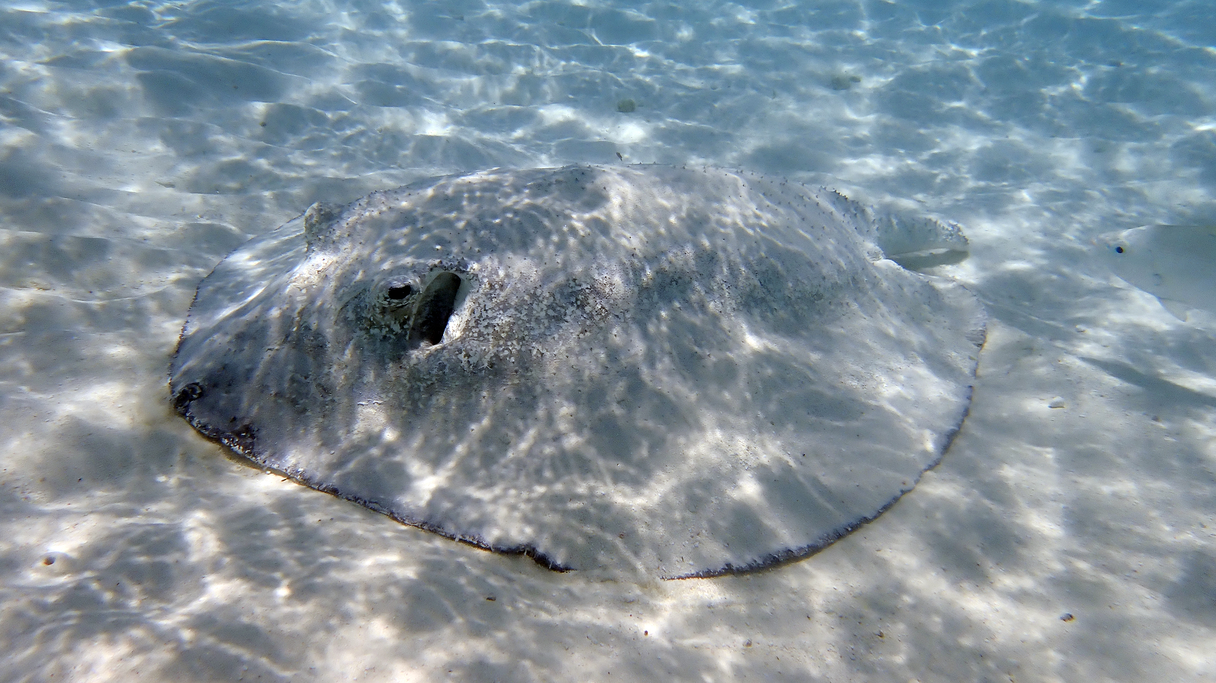 Malediven Fische Unterwasser Riff