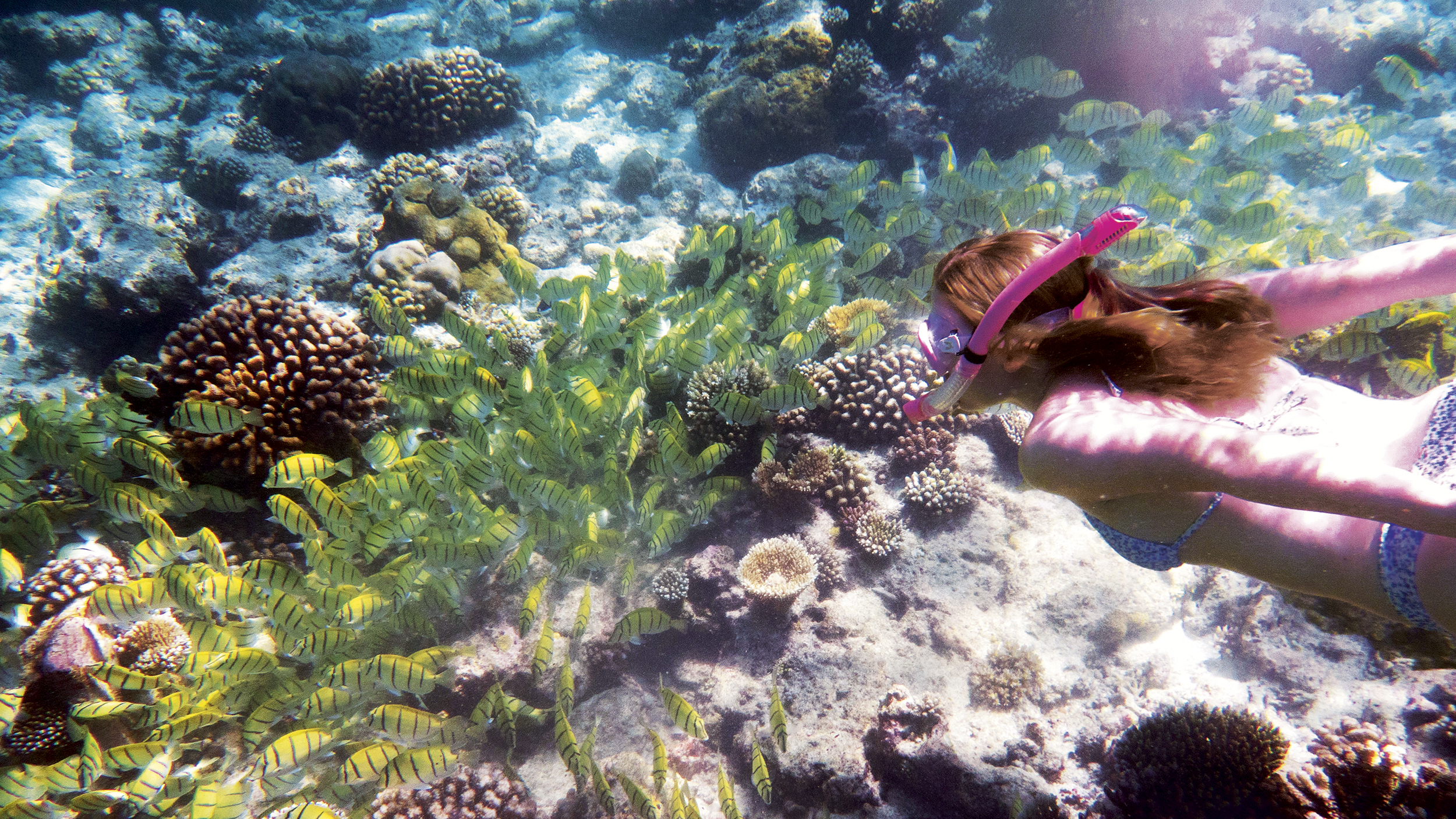 Malediven Fische Unterwasser Riff