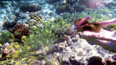 Malediven Fische Unterwasser Riff