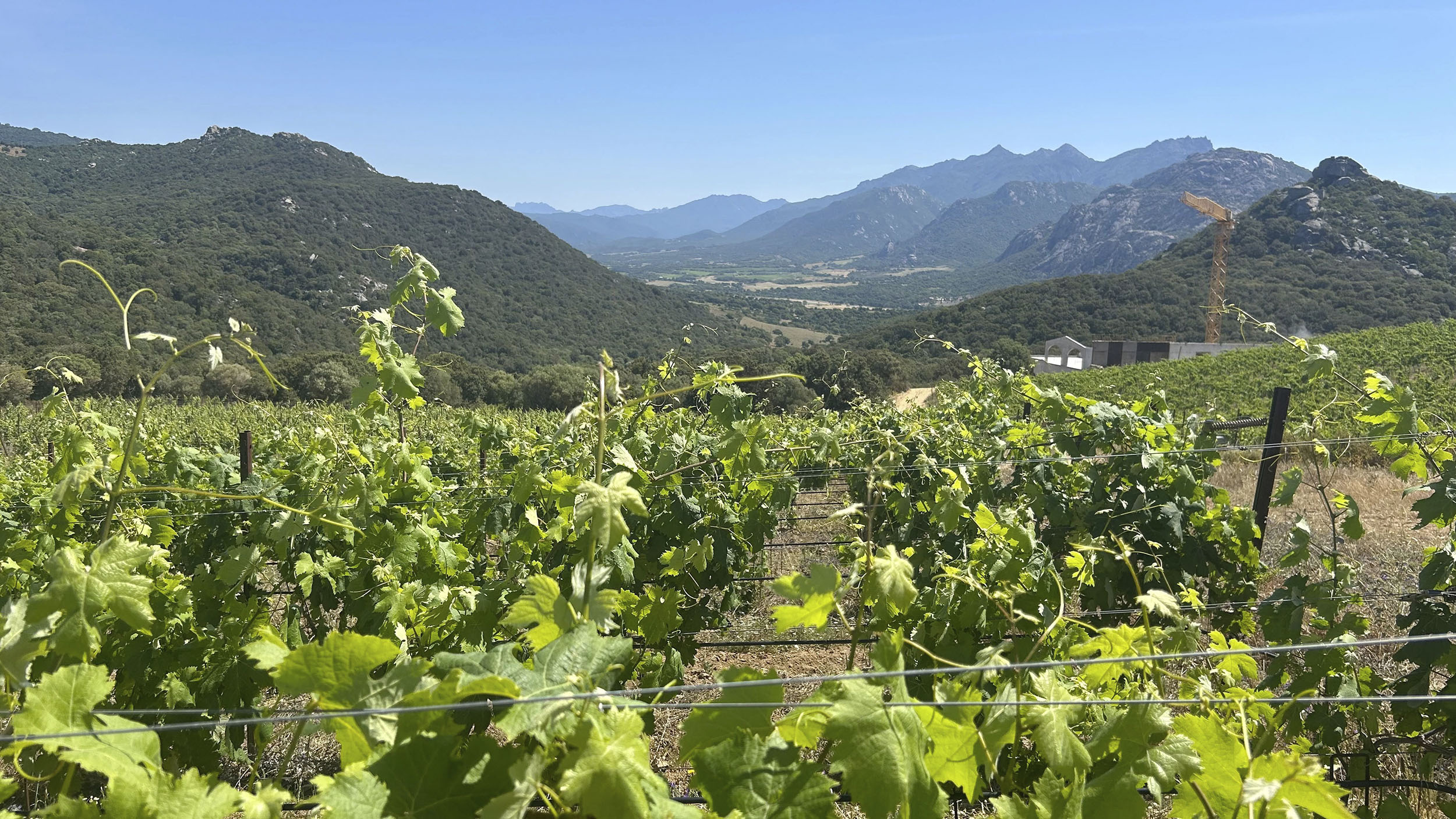 Weinberge mit grünen Weinblättern und Blick ins Tal.