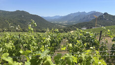 Weinberge mit grünen Weinblättern und Blick ins Tal.