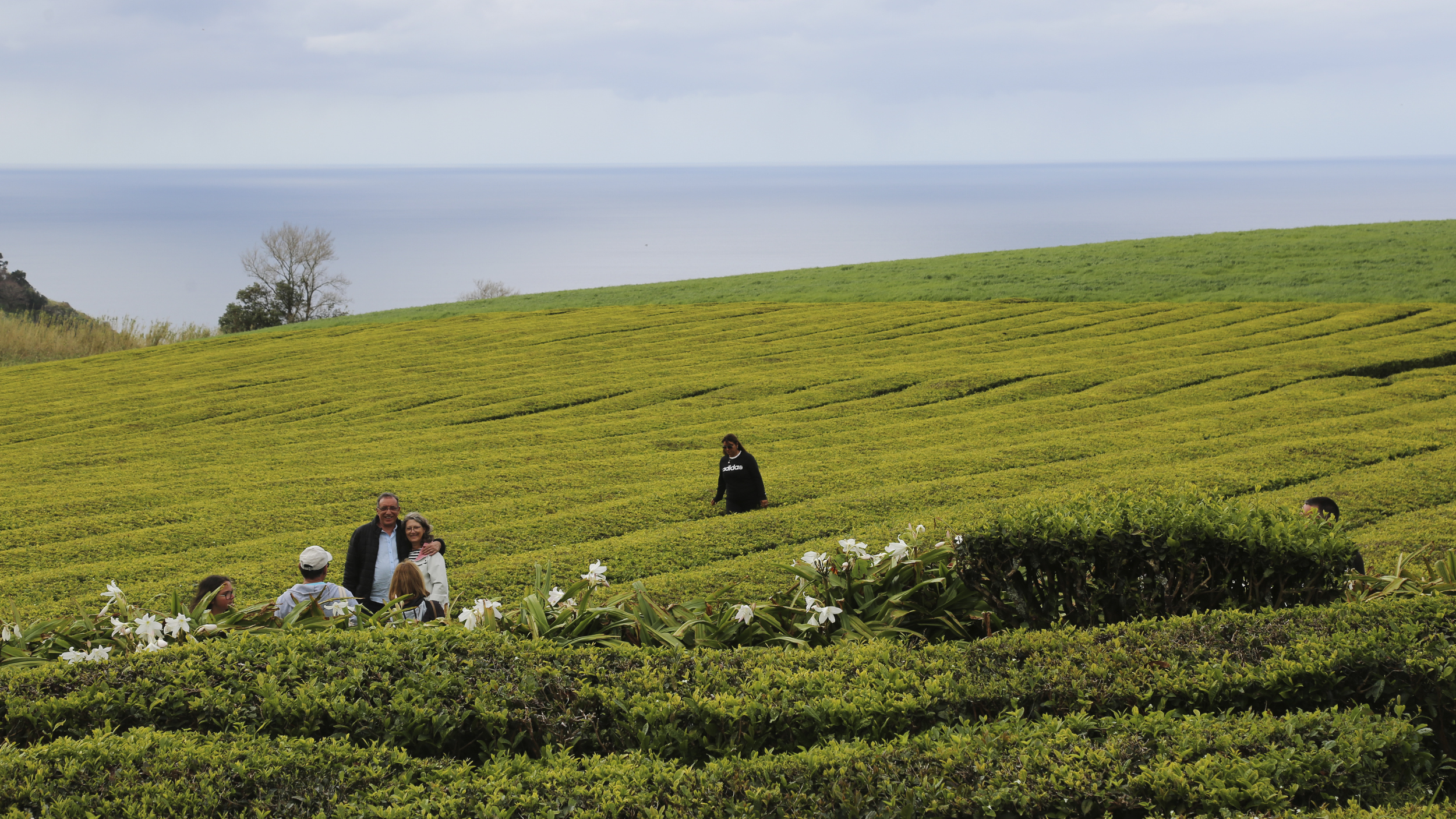 Touristen posieren in der Teeplantage. Im Hintergrund sieht man das Meer. 