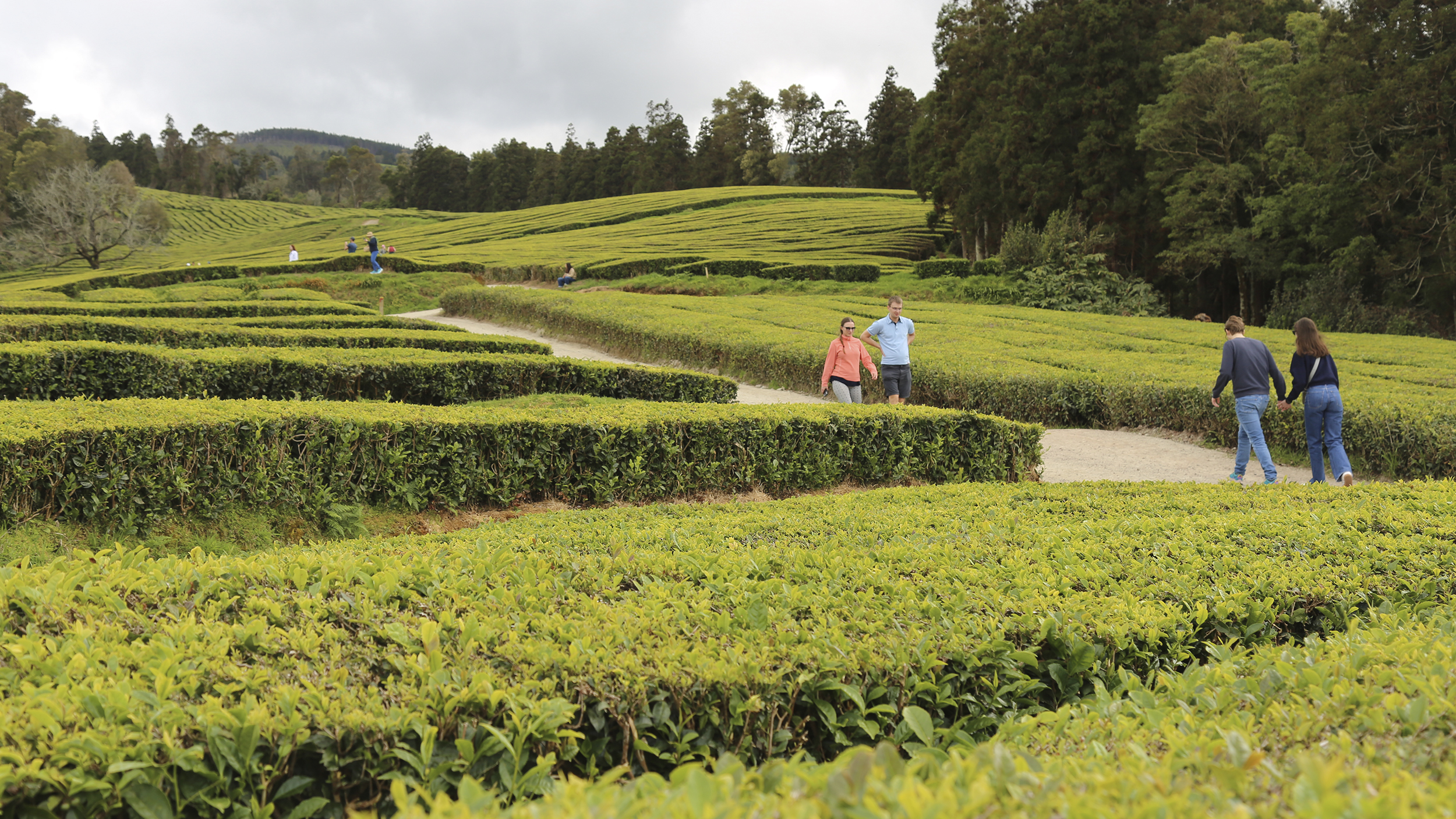Touristen gehen durch die Teeplantage.