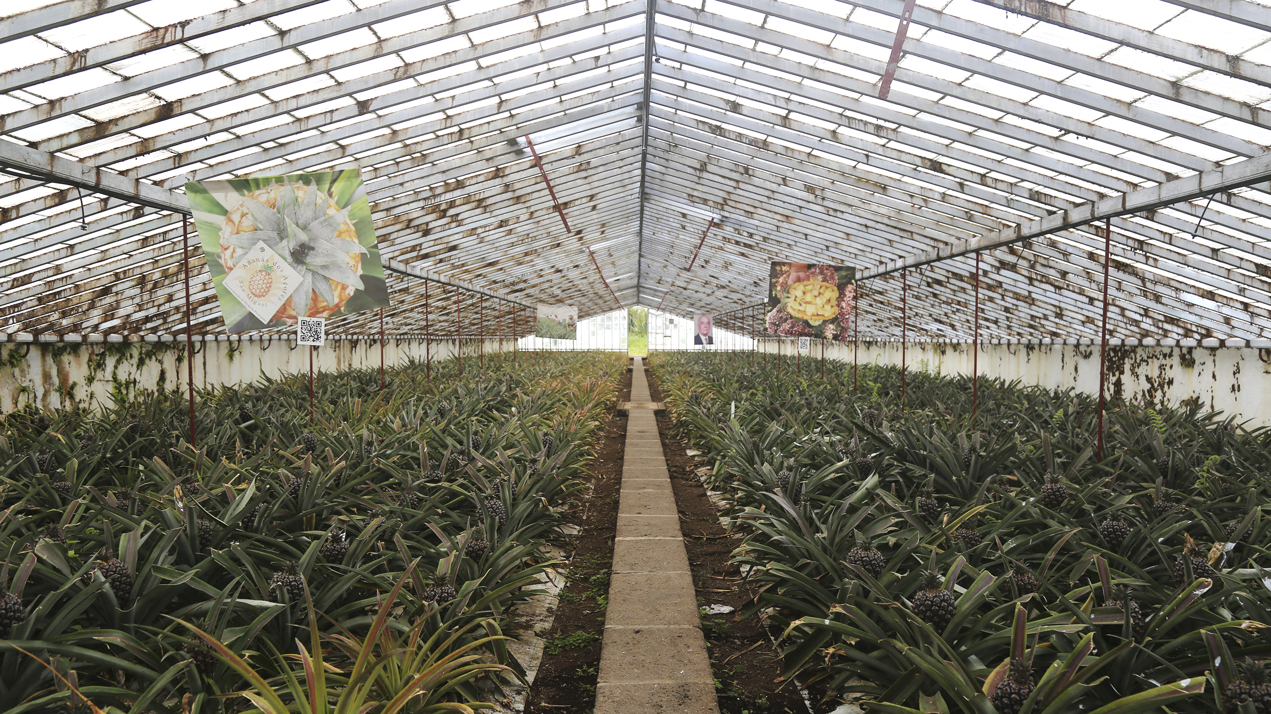 Das Gewächshaus einer Ananas-Plantage.