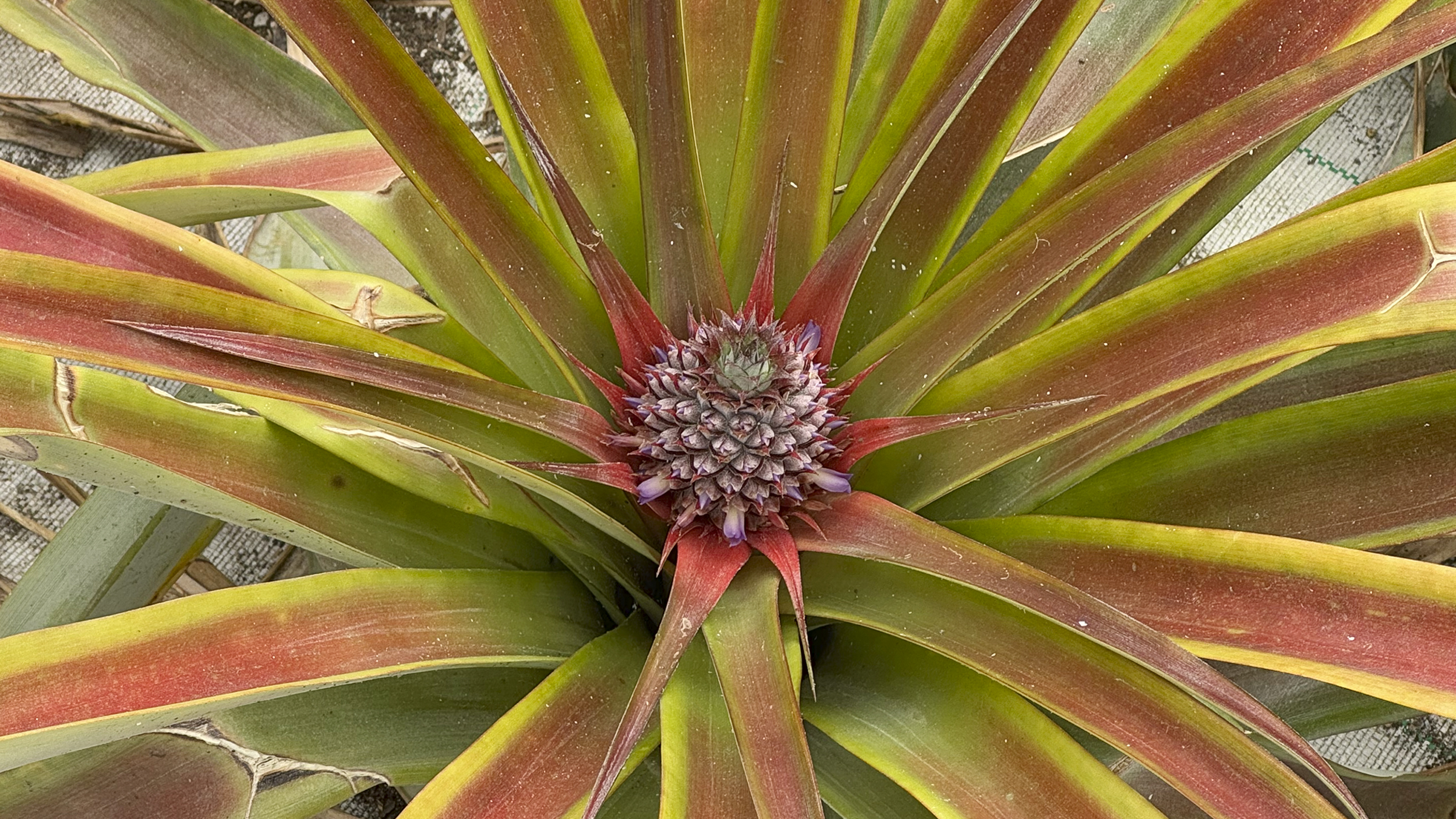 Eine junge Ananas wächst im Gewächshaus.