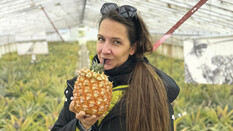 Eine Frau mit langen Haaren trinkt aus einer aufgeschnittenen Ananas einen Saft und sie steht inmitten der Ananas-Plantage.