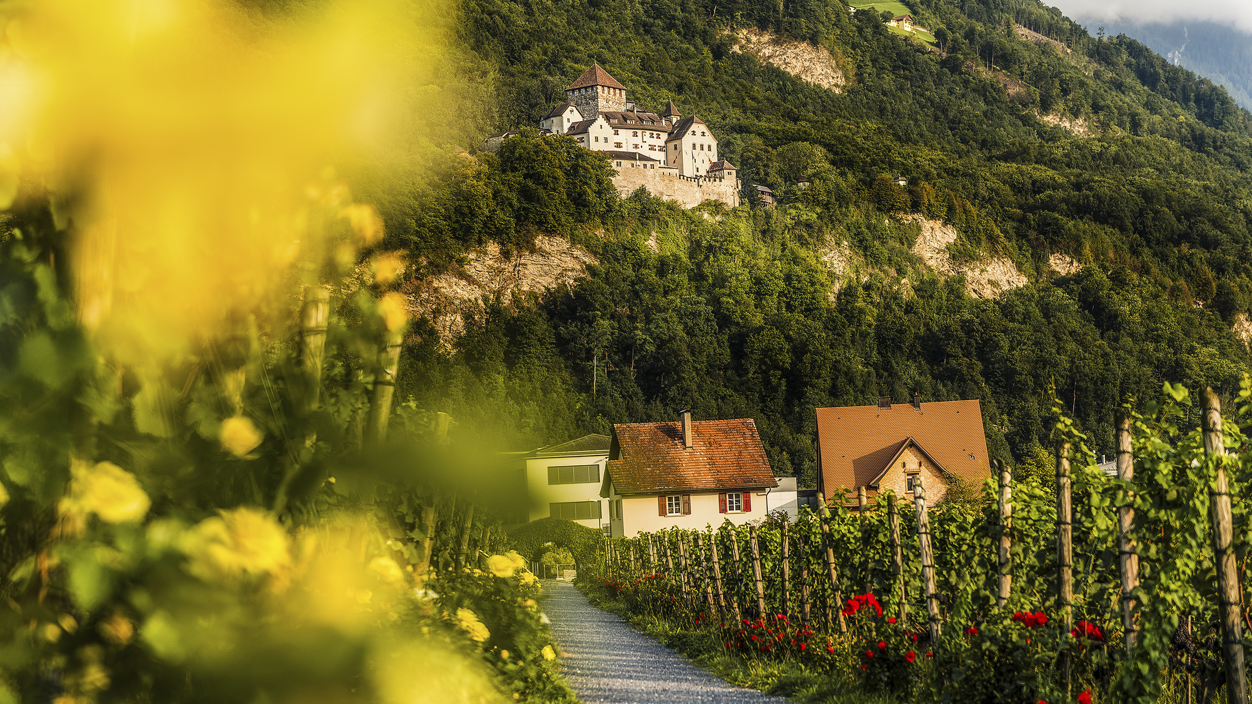 Blick von den Weinbergen auf das Schloss.
