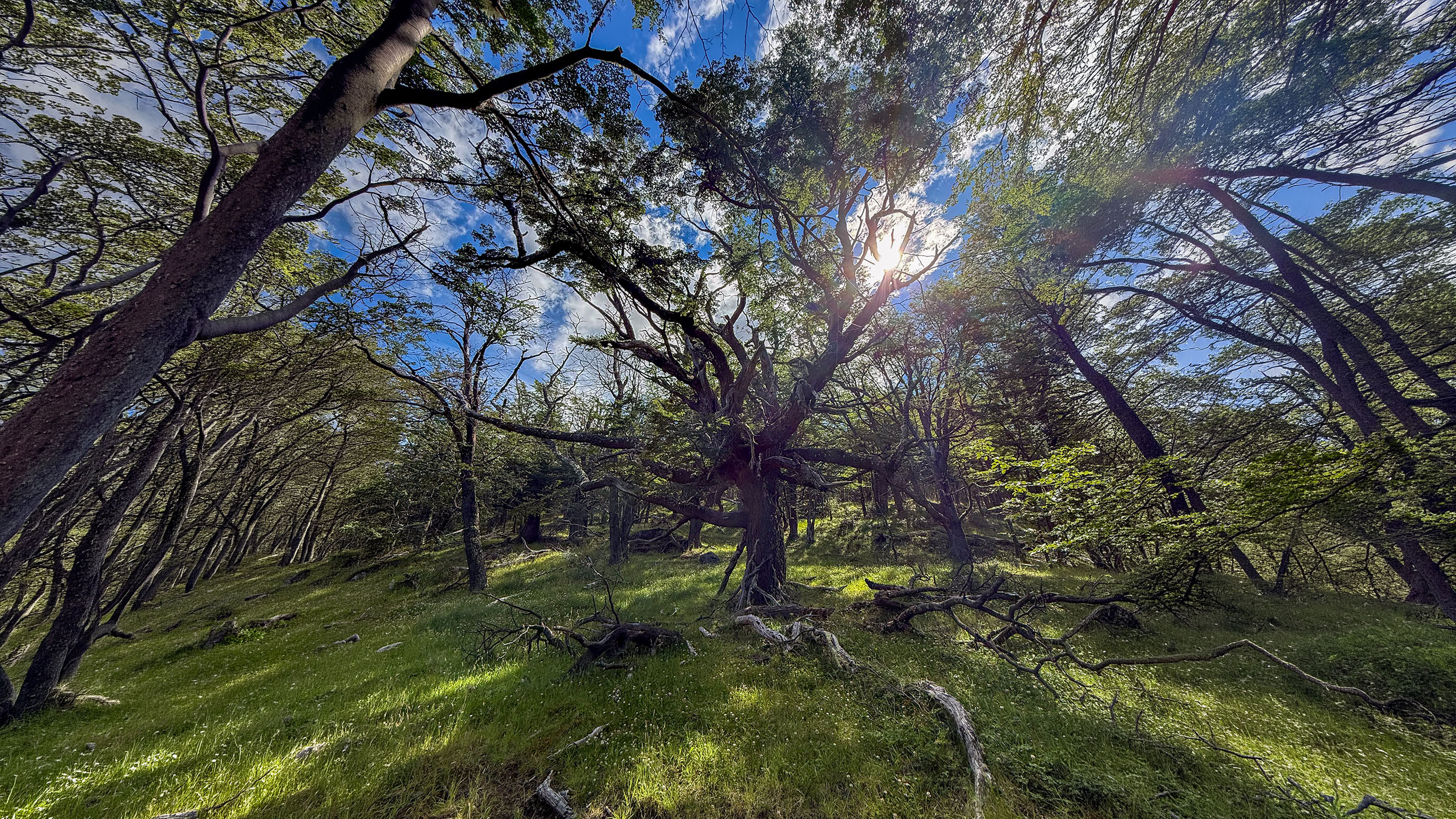 Im dunklen, dicht verwachsenen Urwald mit Büschen und Lenga-Bäumen.