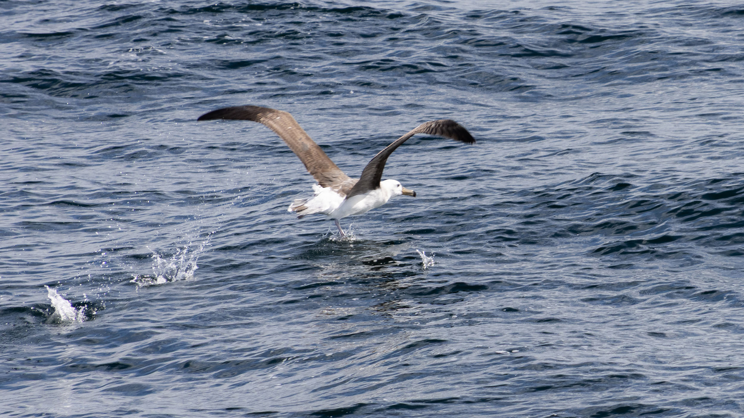 Auf dem Wasser laufender Albatros, der eine Welle für den Start braucht