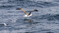 Auf dem Wasser laufender Albatros, der eine Welle für den Start braucht