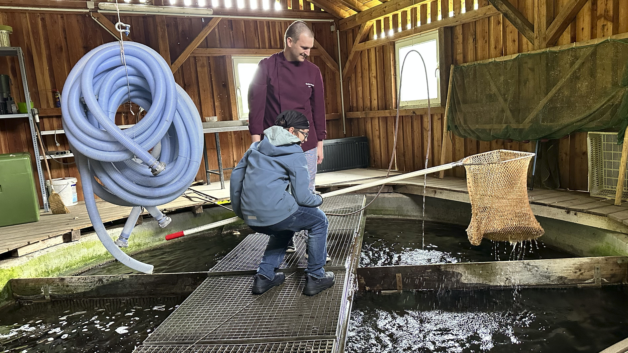 Ein Bub fängt mit einem Kescher einen Fisch aus einem Aufbewahrungsbecken, daneben steht ein Erwachsener.