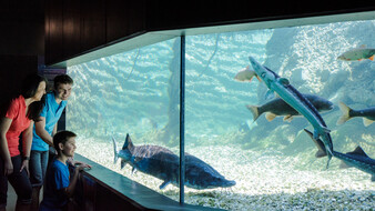 Familienerlebnis Donauregion, Familie im Wassererlebnis Mini-Donau in Engelhartszell vor Großaquarium