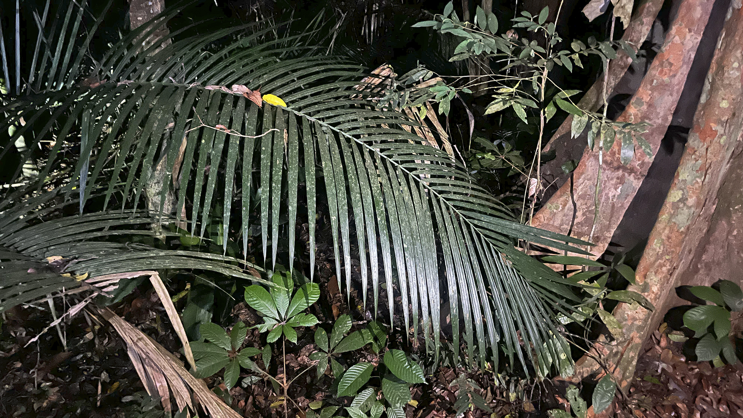 Eine Pflanze im Urwald.