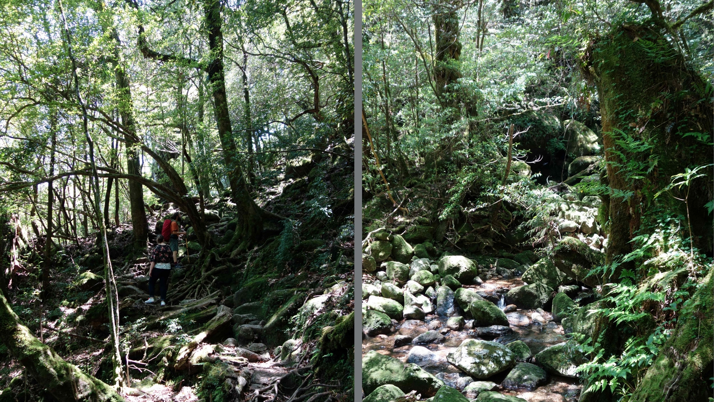 Das Foto zeigt den Urwald in Yakushima