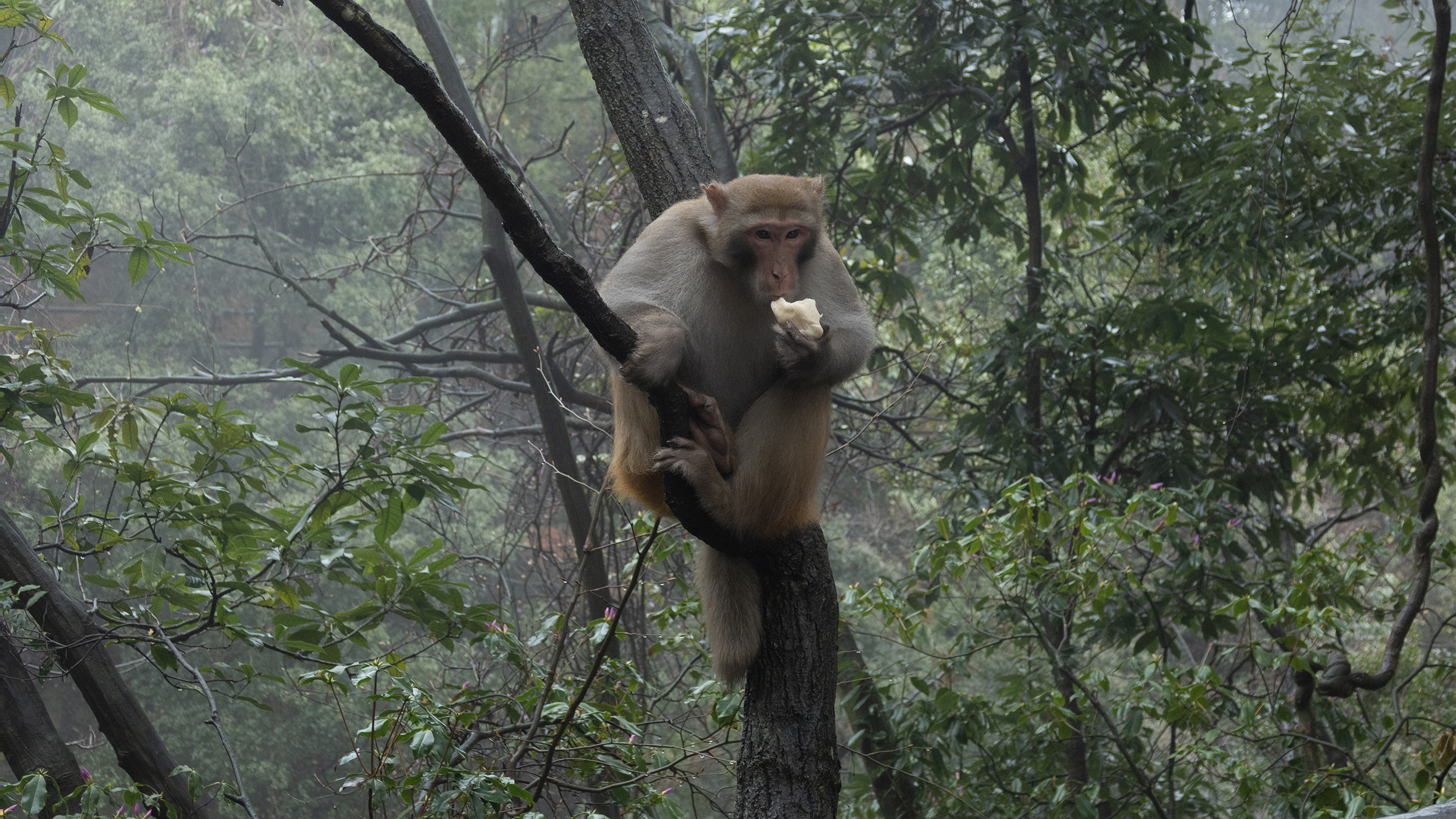 Affe sitzt auf einem Baumstamm im dichten, feuchten Wald und hält ein Stück Nahrung in den Händen.