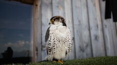 Auf dem Bild ist ein Falke zu sehen, der auf einem Balken sitzt und den Kopf zur Seite dreht.