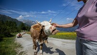 Das Bild zeigt, wie eine Frau eine Kuh streichelt.