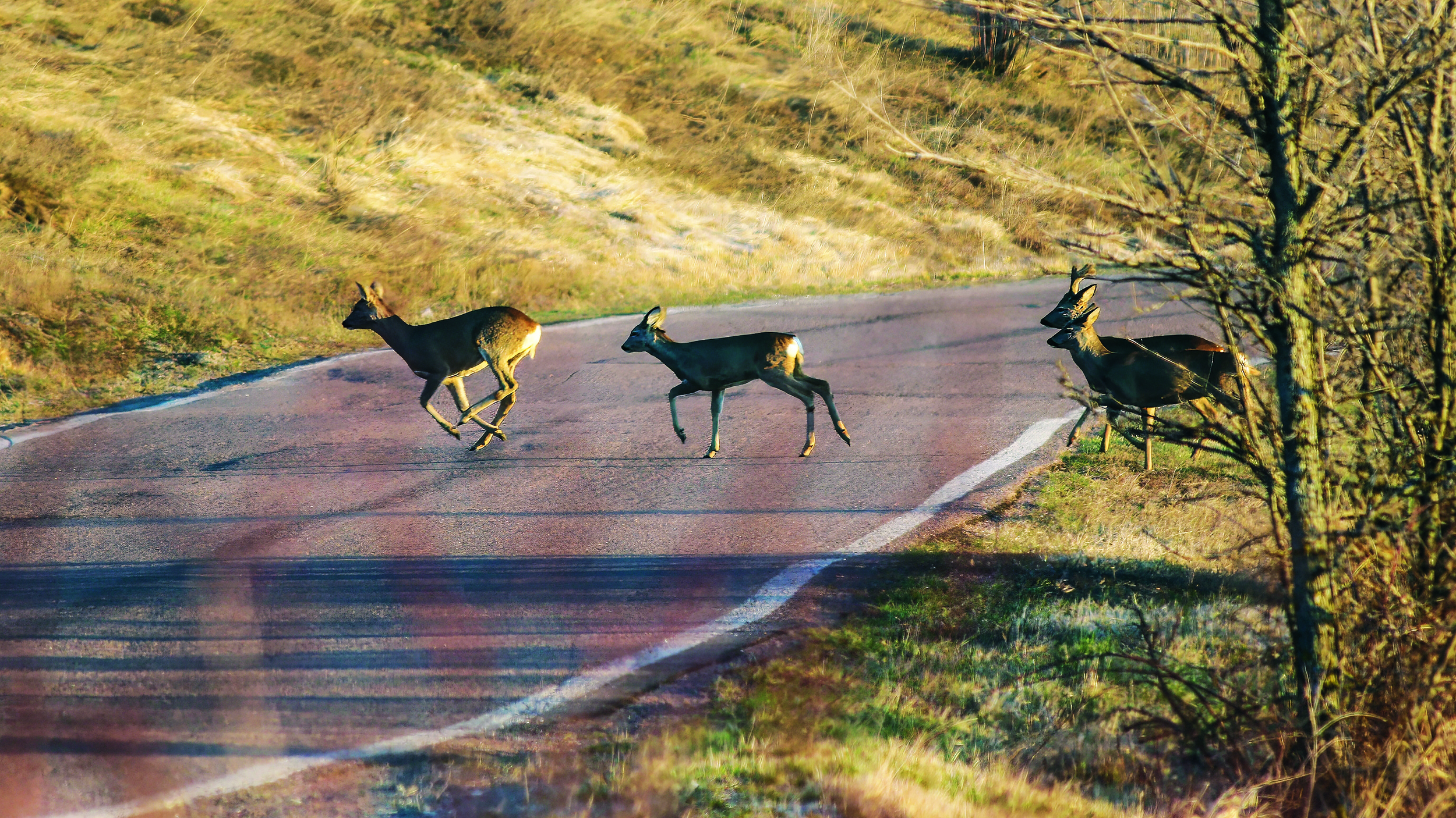 Drei Rehe queren eine Straße im Herbst