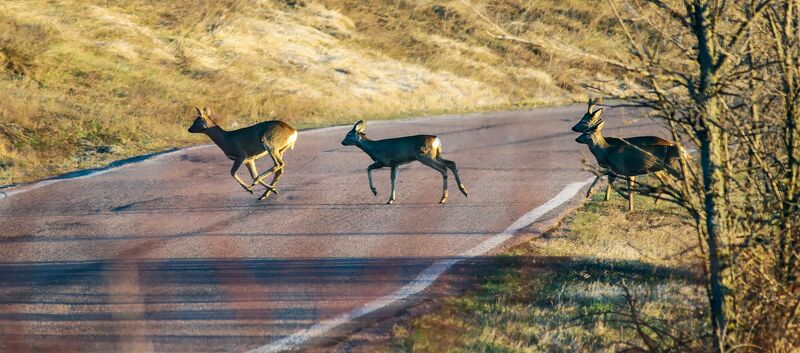 Drei Rehe queren eine Straße im Herbst