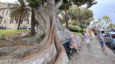 Alte Bäume entlang der Uferpromenade