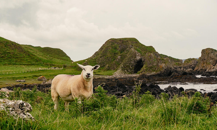 Auf dem Foto ist ein Schaf inmitten einer grünen Wiese entlang der Causeway Coasta lRoute zu sehen.