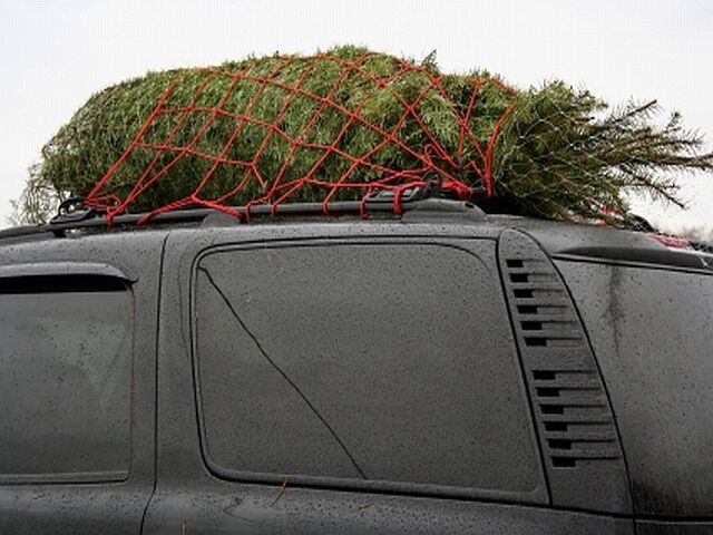 Nadelbaum auf einem Autodach, der mit einem roten Netz befestigt ist. Die Spitze zeigt nach hinten.