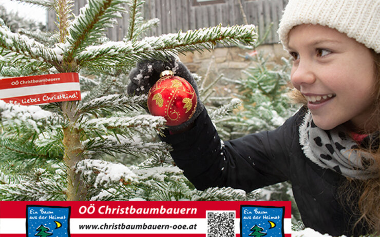 OÖ Christbaumbauern