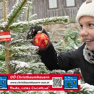 OÖ Christbaumbauern