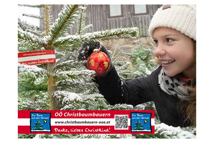 OÖ Christbaumbauern