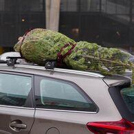 Christbaumtransport am Dach