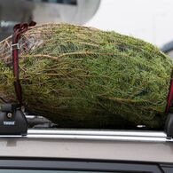 Christbaumtransport am Dach - so geht's richtig