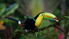 Costa Rica und Panama13.jpg