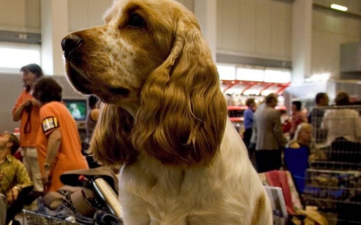 Du_und_das_Tier_Messe_Tulln.jpg Ein Hund posiert für eine Ausstellung, im Hintergrund sind zahlreiche Messebesucher erkennbar.