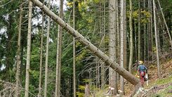 Forstarbeiten_1