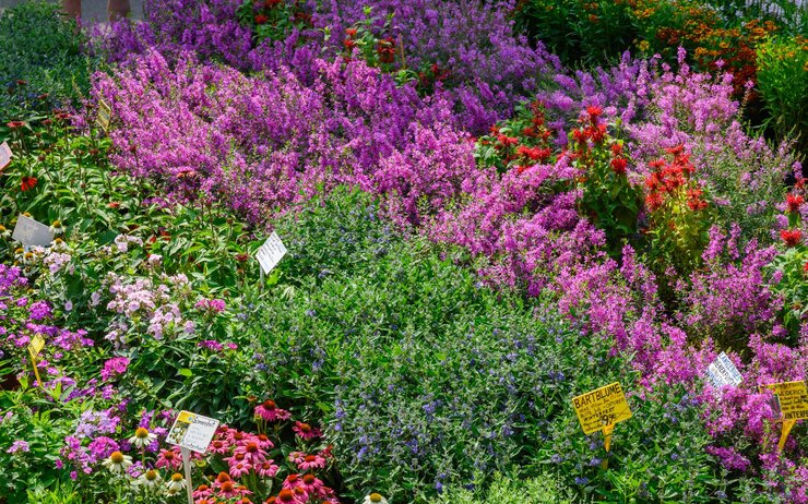 Gartenbaumesse Tulln.jpg Blumenbeet mit vielen, bunten Pflanzen und deren Namensbeschilderung.