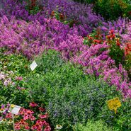 Blumenbeet mit vielen, bunten Pflanzen und deren Namensbeschilderung.
