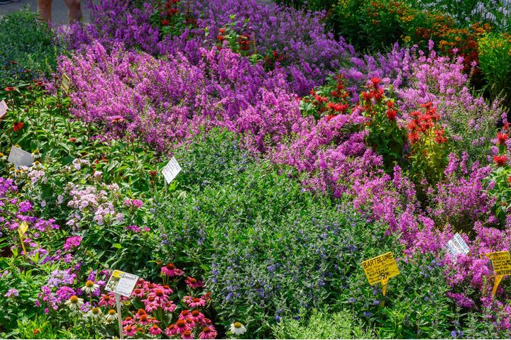 Blumenbeet mit vielen, bunten Pflanzen und deren Namensbeschilderung.