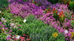 Blumenbeet mit vielen, bunten Pflanzen und deren Namensbeschilderung.