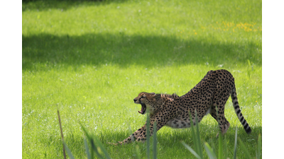 Gepard Herberstein.jpg Tierwelt Herberstein