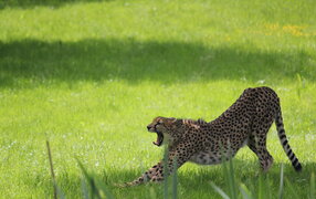 Gepard Herberstein.jpg Tierwelt Herberstein