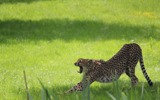 Gepard Herberstein.jpg Tierwelt Herberstein