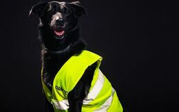 Hund Sichtbarkeit im Dunkeln