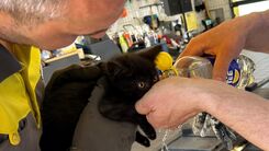Jungkater "Lucky" bekommt auf den Schock erstmal einen guten Schluck Wasser