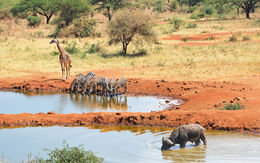 Seit Seit Anfang Oktober 2026 wird für Reisen nach Kenia eine kenianische Reise-Versicherung benötigt.