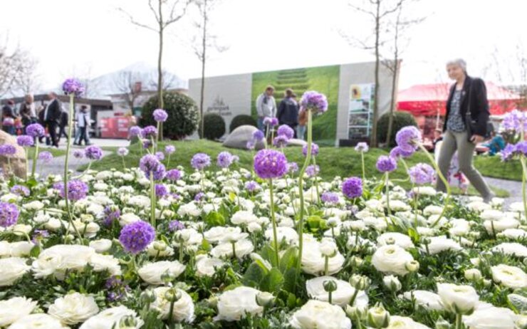 Frühlingswiese mit Dornbirner Messehalle im Hintergrund und einer Person die vorbei läuft